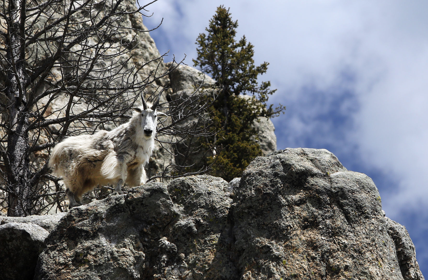 Mountain Goats